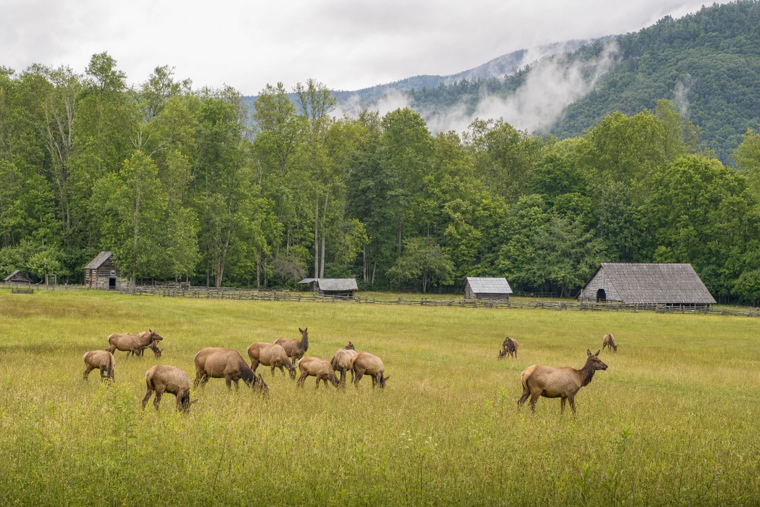 Cataloochee Elk